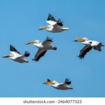 《爸爸去哪儿》在线直播火热开启,亲子互动精彩不容错过 8pga7l16