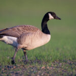 《用武之地》高清直播在线观看全程不卡顿 pjq8f